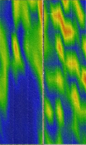 Nematode spatial distribution