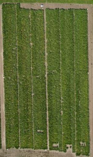 Sugar beet field layout