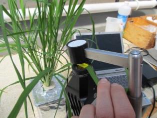 Plant probe measurement in rice