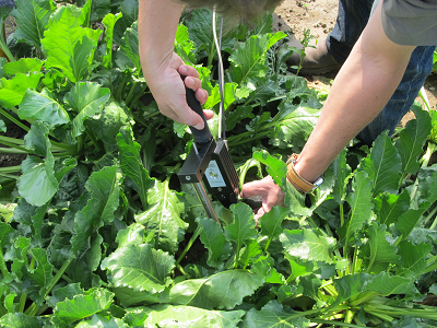 hyperspektralmessung mit Plant Probe