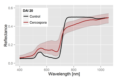 Cercospora Infektionsverlauf nach 3 Wochen