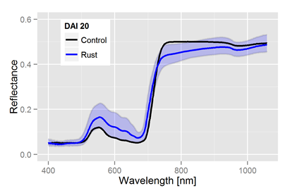 Signatur von Rübenrost nach 3 Wochen