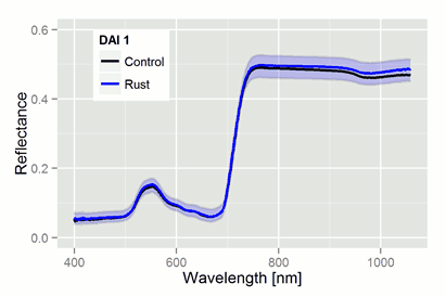 Rost Dynamik an der Zuckerrübe