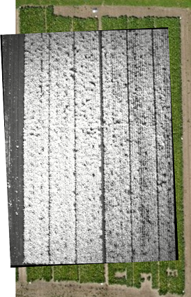 Nearinfrared picture of field layout