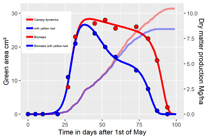 yellow rust related yield losses